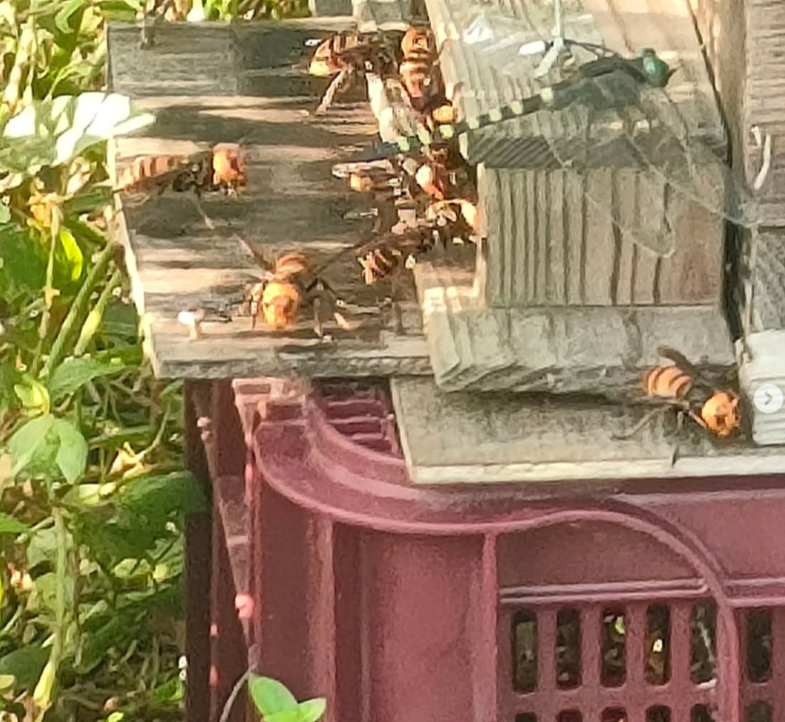 （オオスズメバチから巣を守る日々）