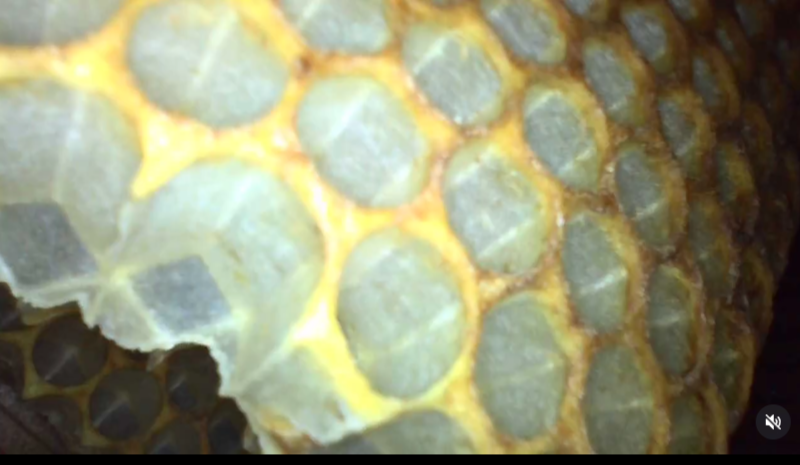 （真冬の内検）