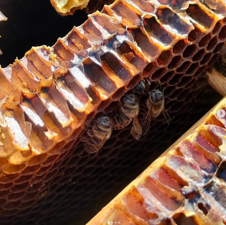 越冬できなかった日本蜜蜂